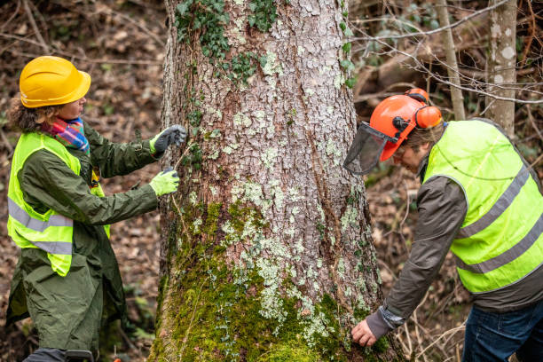 Best Utility Line Clearance  in USA